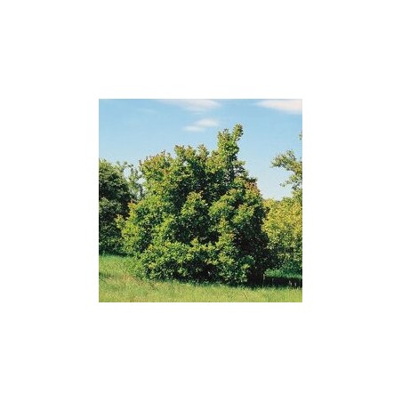 Tatārijas kļava /acer tataricum/