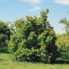 Tatārijas kļava /acer tataricum/