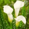 Zantedešija - dārza kalla 'Albomaculata' /zantedechia/ - C3 kont., ziedošs stāds