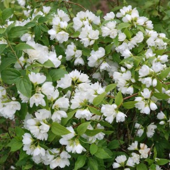 Jasmīns ,,Manteau d'Hermine,, /Philadelphus/ - C7,5 kont.