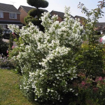 Jasmīns ,,Manteau d'Hermine,, /Philadelphus/ - C2,5 kont.