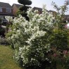 Jasmīns ,,Manteau d'Hermine,, /Philadelphus/ - C7,5 kont.