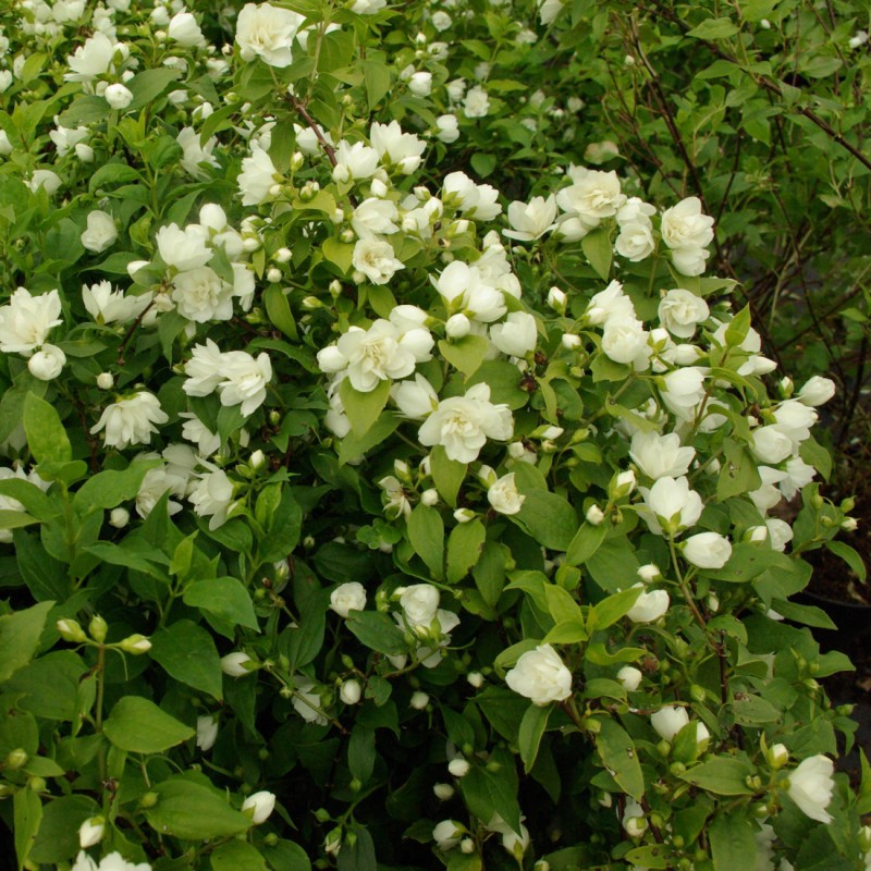Jasmīns ,,Manteau d'Hermine,, /Philadelphus/ - C2,5 kont.