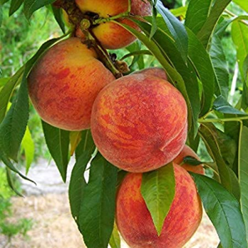 Persiks ,,Inka,, /prunus persica/ (vidēji agrais) - 150-200cm