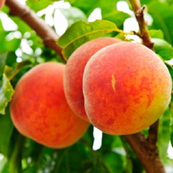 Persiks ,,Inka,, /prunus persica/ (vidēji agrais) - 160-200cm