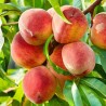 Persiks ,,Harnas,, /prunus persica/ (agrais) - 160-200cm