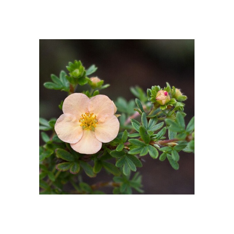 Klinšrozīte, parastā “Daydawn” /Potentilla fruticosa/ - C2 kont.