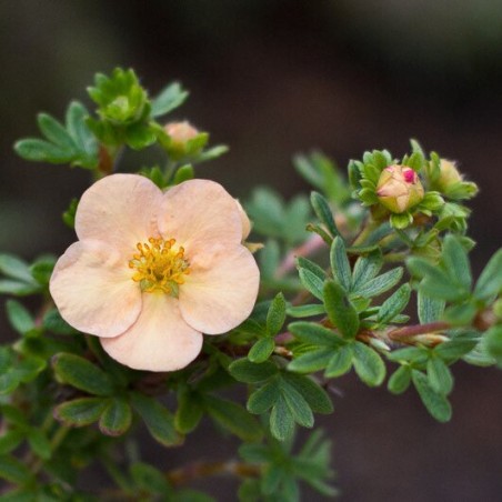 Klinšrozīte, parastā “Daydawn” /Potentilla fruticosa/ - C2 kont.
