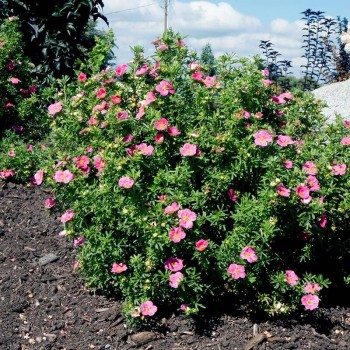 Klinšrozīte, parastā “Bellisima” /Potentilla fruticosa/ - C2 kont.