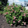 Klinšrozīte, parastā “Bellisima” /Potentilla fruticosa/ - C2 kont.