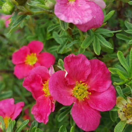 Klinšrozīte, parastā “Bellisima” /Potentilla fruticosa/ - C2 kont.