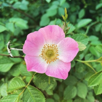 Roze, suņu /rosa canina/ -...