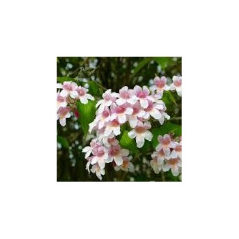 Kolkvīcija, burvīgā "Pink Cloud" /kolkwitzia amabilis/ - C2,5 kont.