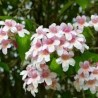 Kolkvīcija, burvīgā "Pink Cloud" /kolkwitzia amabilis/ - C2,5 kont.