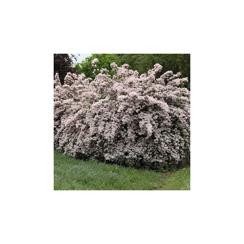 Kolkvīcija, burvīgā "Pink Cloud" /kolkwitzia amabilis/ - C2,5 kont.