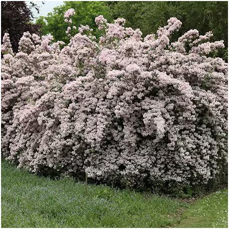 Kolkvicija, dailioji "Pink Cloud" /kolkwitzia amabilis/ - C2,5 kont.