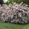 Kolkvīcija, burvīgā "Pink Cloud" /kolkwitzia amabilis/ - C2,5 kont.