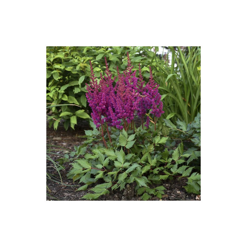 Astilbe, ārenda 'Vision in Red' /Astilbe arendsii/ C1 kont.