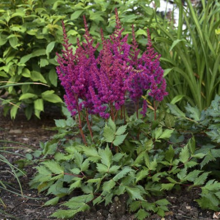 Astilbe, ārenda 'Vision in Red' /Astilbe arendsii/ C1 kont.