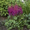 Astilbe, ārenda 'Vision in Red' /Astilbe arendsii/ C1 kont.
