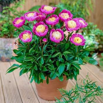 Peonija 'Bowl of Beauty'...