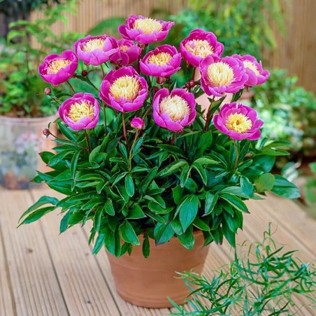 Peonija 'Bowl of Beauty' /Paeonia/ - C3 kont.