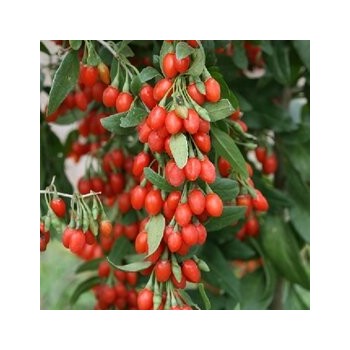 Godži ,,Korean Big,, /lycium barbarum/ - C2,5 kont.