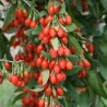 Godži ,,Korean Big,, /lycium barbarum/ - C2,5 kont.