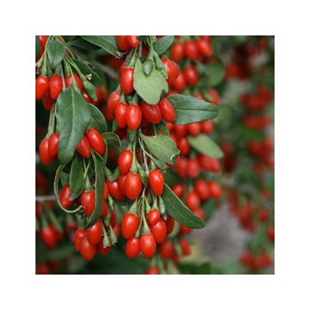 Gojis, paprastasis ,,Korean Big,, /lycium barbarum/ - C2,5 kont.