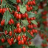 Godži ,,Korean Big,, /lycium barbarum/ - C2,5 kont.