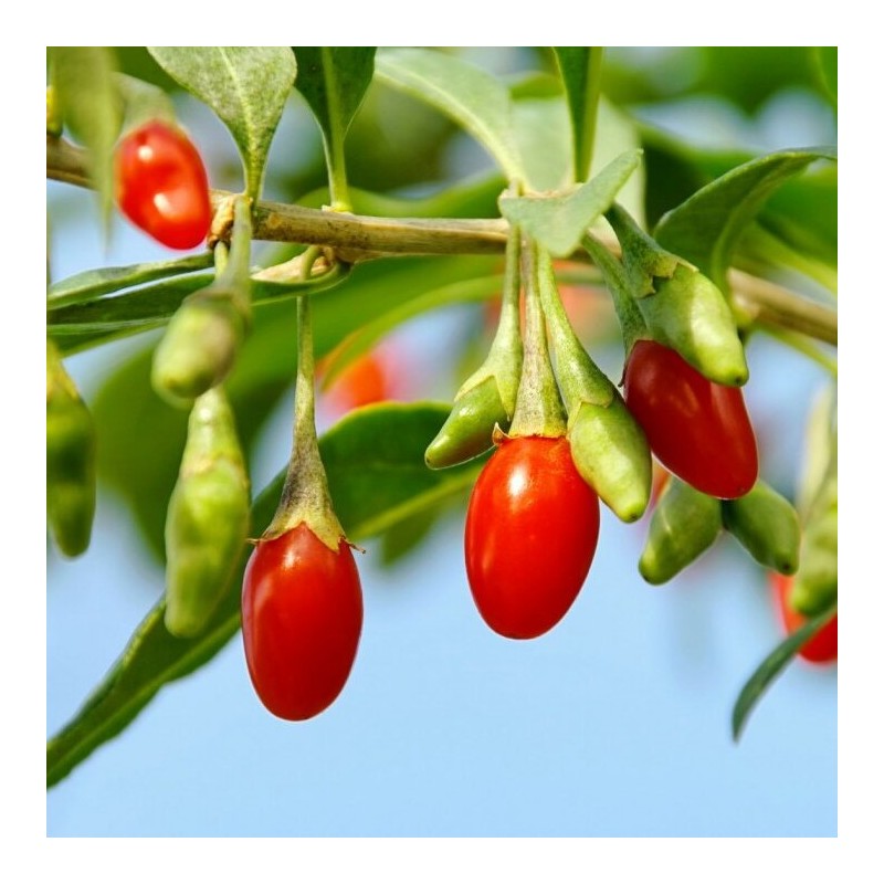 Godži ,,Korean Big,, /lycium barbarum/ - C2,5 kont.
