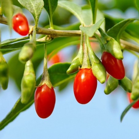 Godži ,,Korean Big,, /lycium barbarum/ - C2,5 kont.