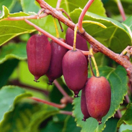 Aktinīdija (kivi) 'Purpurna Sadowa' (siev.) /actinidia arguta/ - C2,5 kont.
