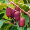 Aktinīdija (kivi) 'Purpurna Sadowa' (siev.) /actinidia arguta/ - C2,5 kont.