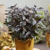 Grimonis, baltais ,,Nightfall,, /Cornus alba/ - C2,5 kont.