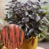 Grimonis, baltais ,,Nightfall,, /Cornus alba/ - C2,5 kont.