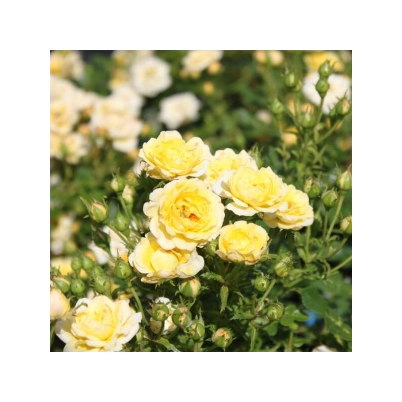 Roze, poliantroze "Fairy Yellow" /rosa/ - C2,5 Kont.