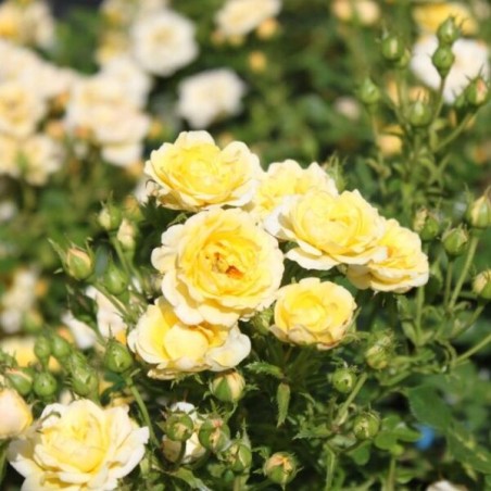 Roze, poliantroze "Fairy Yellow" /rosa/ - C2,5 Kont.