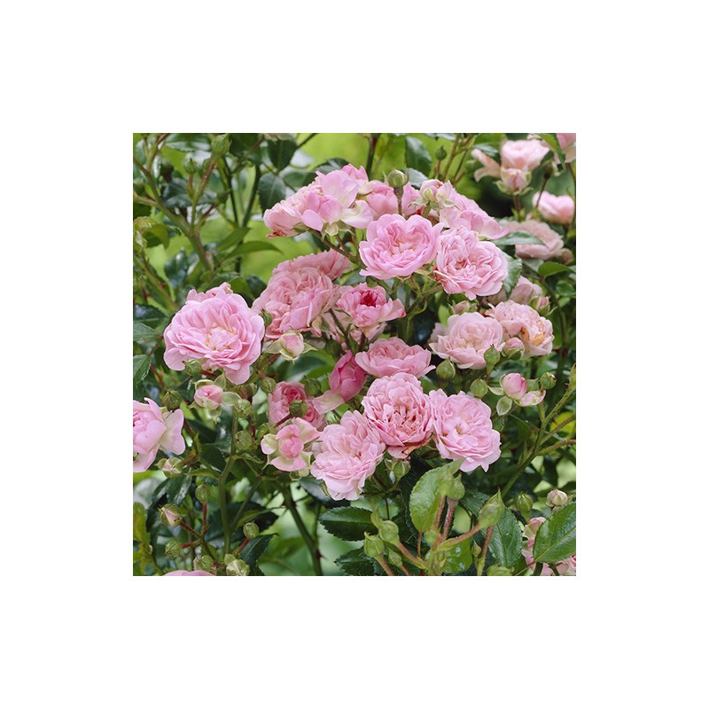 Roze, poliantroze "The Fairy" /rosa/ - C2,5 Kont.