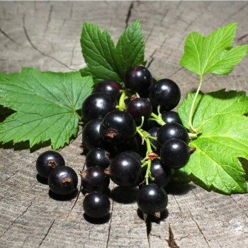 Upene "Vernisaž" /ribes...