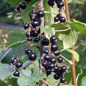 Upene "Ben Tron" /ribes...