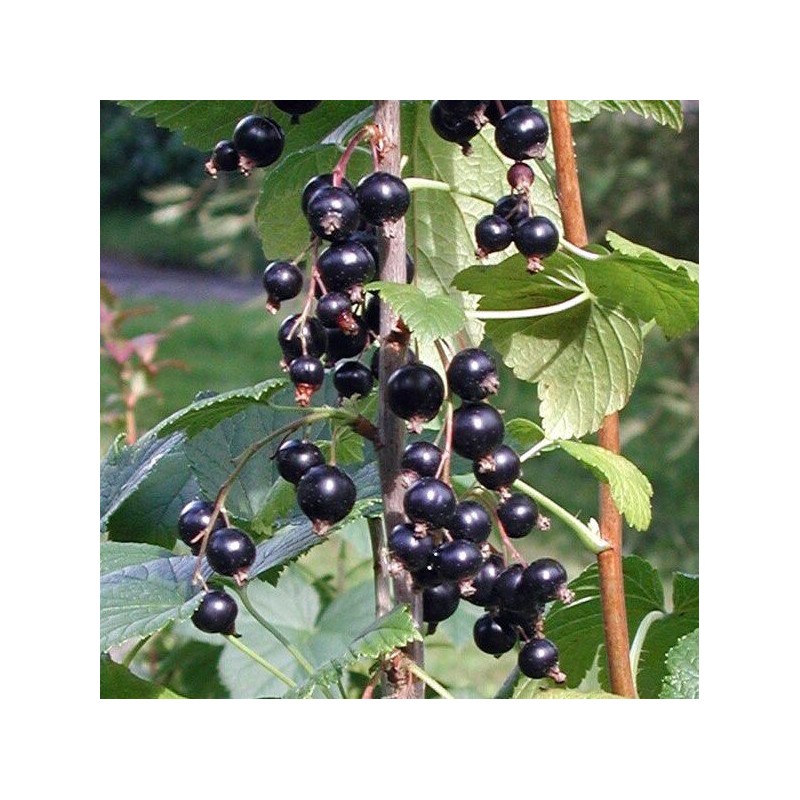 Upene "Ben Tron" /ribes nigrum / C2 kont.