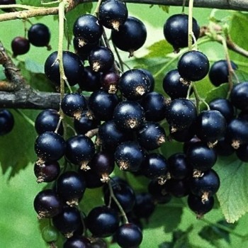 Upene "Polben" /ribes...