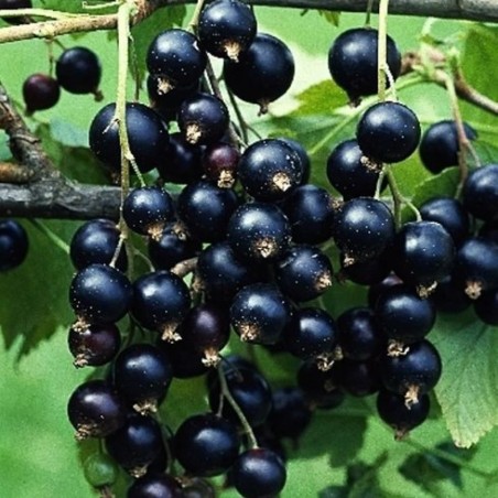 Upene "Polben" /ribes nigrum/ C2 kont.