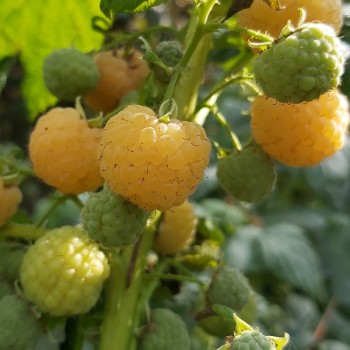 Avene "Poranna Rosa" /rubus...