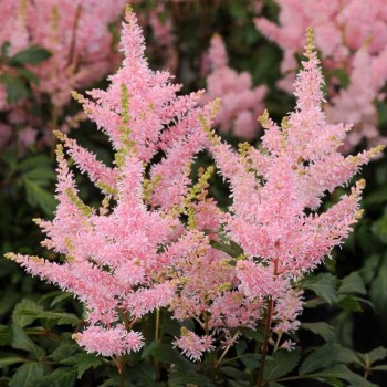 Astilbe, ārenda 'Younique...