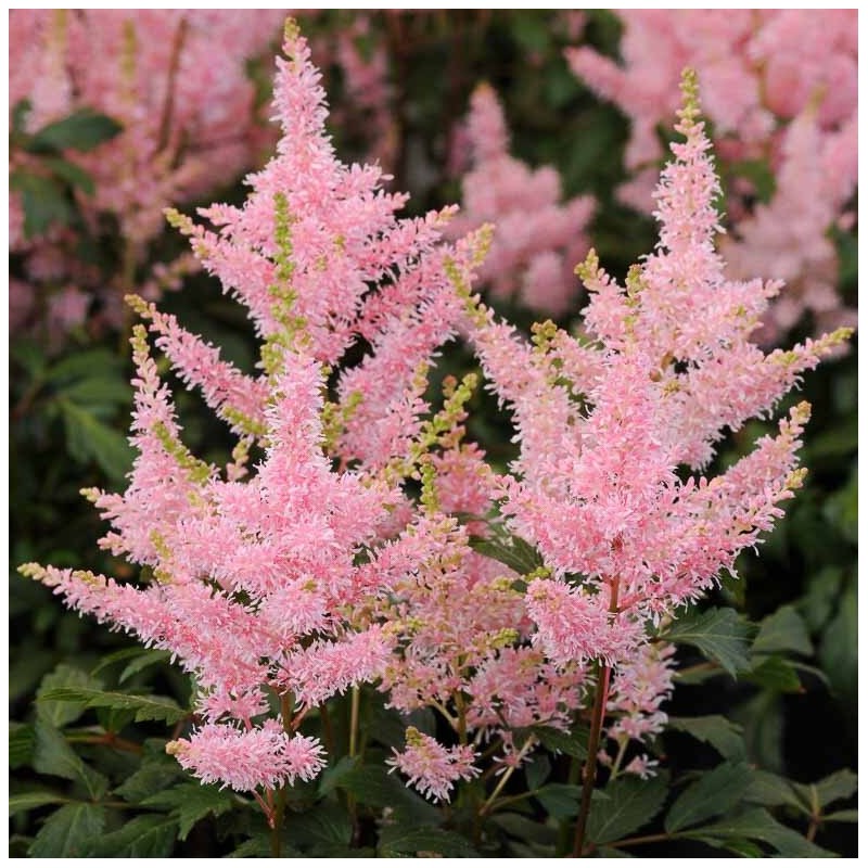 Astilbe, ārenda 'Younique Salmon' /Astilbe arendsii/ P12 kont.