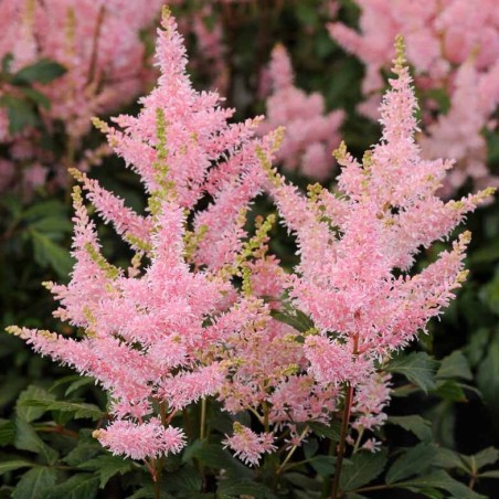Astilbe, ārenda 'Younique Salmon' /Astilbe arendsii/ P12 kont.