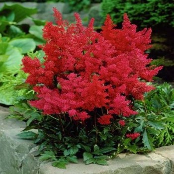 Astilbe, ārenda 'Etna'...