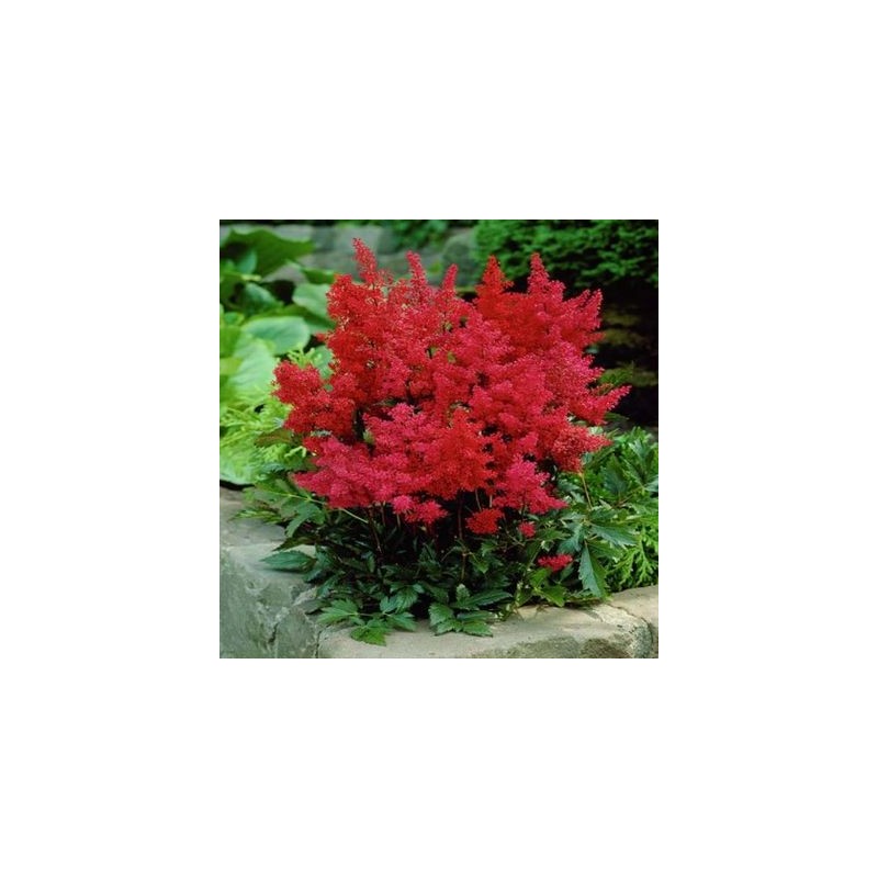Astilbe, ārenda 'Etna' /Astilbe arendsii/ C1 kont.
